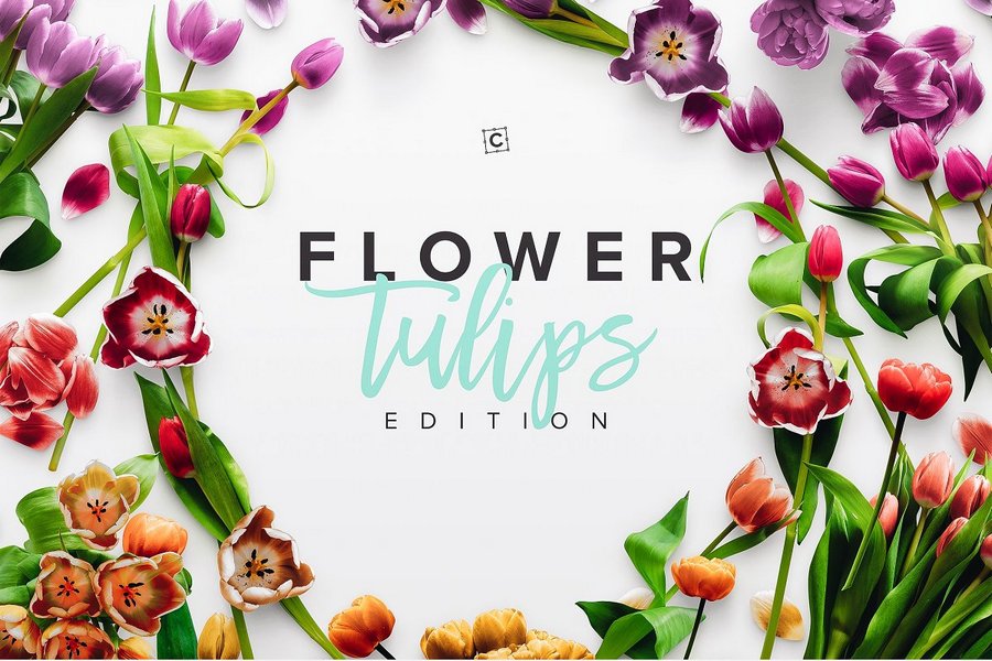 Flower Tulips Edition